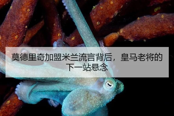 mo-de-li-qi-jia-meng-mi-lan-liu-yan-bei-hou-huang-ma-lao-jiang-de-xia-yi-zhan-xuan-nian-2-931.jpg